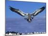 Cape Gannet Landing, Lamberts Bay, South Africa-Tony Heald-Mounted Photographic Print