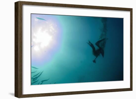 Cape Gannet (Morus capensis) adult, 'Wild Coast'-Colin Marshall-Framed Photographic Print