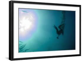 Cape Gannet (Morus capensis) adult, 'Wild Coast'-Colin Marshall-Framed Photographic Print