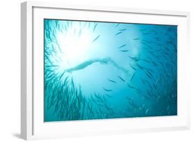 Cape Gannet (Morus capensis) adult, 'Wild Coast'-Colin Marshall-Framed Photographic Print