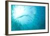 Cape Gannet (Morus capensis) adult, 'Wild Coast'-Colin Marshall-Framed Photographic Print