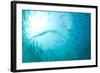 Cape Gannet (Morus capensis) adult, 'Wild Coast'-Colin Marshall-Framed Photographic Print