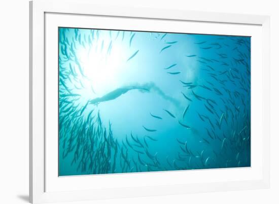 Cape Gannet (Morus capensis) adult, 'Wild Coast'-Colin Marshall-Framed Photographic Print