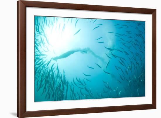 Cape Gannet (Morus capensis) adult, 'Wild Coast'-Colin Marshall-Framed Photographic Print