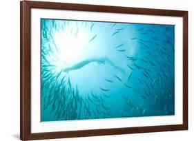 Cape Gannet (Morus capensis) adult, 'Wild Coast'-Colin Marshall-Framed Photographic Print