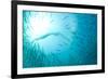 Cape Gannet (Morus capensis) adult, 'Wild Coast'-Colin Marshall-Framed Photographic Print