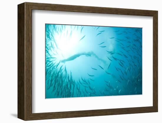 Cape Gannet (Morus capensis) adult, 'Wild Coast'-Colin Marshall-Framed Photographic Print