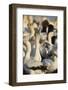 Cape Gannet (Morus capensis) displaying, Bird Island, Lambert's Bay, South Africa, Africa-James Hager-Framed Photographic Print