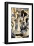 Cape Gannet (Morus capensis) displaying, Bird Island, Lambert's Bay, South Africa, Africa-James Hager-Framed Photographic Print