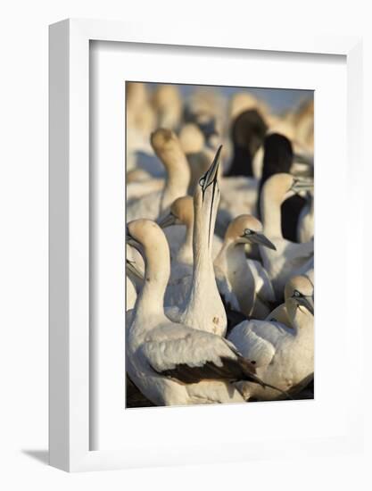 Cape Gannet (Morus capensis) displaying, Bird Island, Lambert's Bay, South Africa, Africa-James Hager-Framed Photographic Print