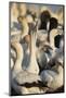 Cape Gannet (Morus capensis) displaying, Bird Island, Lambert's Bay, South Africa, Africa-James Hager-Mounted Photographic Print