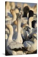 Cape Gannet (Morus capensis) displaying, Bird Island, Lambert's Bay, South Africa, Africa-James Hager-Stretched Canvas