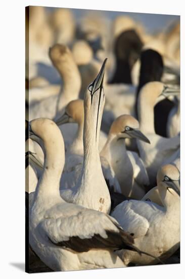 Cape Gannet (Morus capensis) displaying, Bird Island, Lambert's Bay, South Africa, Africa-James Hager-Stretched Canvas