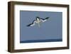 Cape Gannet (Morus Capensis) Diving for Fish During Annual Sardine Run, Port St Johns, South Africa-Wim van den Heever-Framed Photographic Print