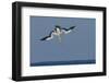 Cape Gannet (Morus Capensis) Diving for Fish During Annual Sardine Run, Port St Johns, South Africa-Wim van den Heever-Framed Photographic Print