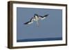 Cape Gannet (Morus Capensis) Diving for Fish During Annual Sardine Run, Port St Johns, South Africa-Wim van den Heever-Framed Photographic Print