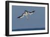 Cape Gannet (Morus Capensis) Diving for Fish During Annual Sardine Run, Port St Johns, South Africa-Wim van den Heever-Framed Photographic Print