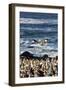 Cape gannet (Morus capensis), Lambert's Bay gannet colony, Western Cape, South Africa, Africa-Christian Kober-Framed Photographic Print