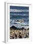 Cape gannet (Morus capensis), Lambert's Bay gannet colony, Western Cape, South Africa, Africa-Christian Kober-Framed Photographic Print