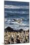 Cape gannet (Morus capensis), Lambert's Bay gannet colony, Western Cape, South Africa, Africa-Christian Kober-Mounted Photographic Print
