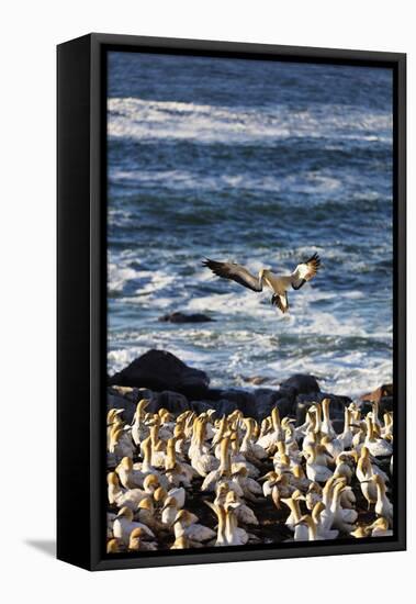 Cape gannet (Morus capensis), Lambert's Bay gannet colony, Western Cape, South Africa, Africa-Christian Kober-Framed Stretched Canvas