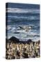 Cape gannet (Morus capensis), Lambert's Bay gannet colony, Western Cape, South Africa, Africa-Christian Kober-Stretched Canvas