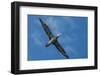 Cape Gannet (Morus Capensis) Sardine Run, Eastern Cape South Africa-Pete Oxford-Framed Photographic Print