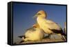 Cape Gannet Pair, One Standing One Lying-Down-null-Framed Stretched Canvas