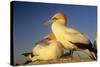 Cape Gannet Pair, One Standing One Lying-Down-null-Stretched Canvas