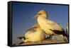 Cape Gannet Pair, One Standing One Lying-Down-null-Framed Stretched Canvas