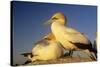 Cape Gannet Pair, One Standing One Lying-Down-null-Stretched Canvas