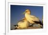 Cape Gannet Pair, One Standing One Lying-Down-null-Framed Photographic Print