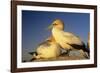 Cape Gannet Pair, One Standing One Lying-Down-null-Framed Photographic Print