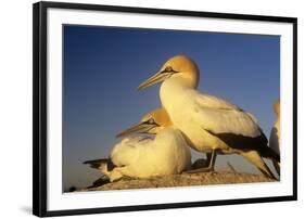 Cape Gannet Pair, One Standing One Lying-Down-null-Framed Photographic Print