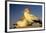 Cape Gannet Pair, One Standing One Lying-Down-null-Framed Photographic Print