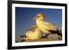 Cape Gannet Pair, One Standing One Lying-Down-null-Framed Photographic Print