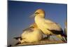 Cape Gannet Pair, One Standing One Lying-Down-null-Mounted Photographic Print