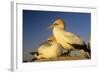 Cape Gannet Pair, One Standing One Lying-Down-null-Framed Photographic Print