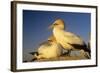 Cape Gannet Pair, One Standing One Lying-Down-null-Framed Photographic Print