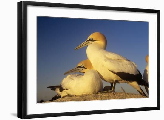 Cape Gannet Pair, One Standing One Lying-Down-null-Framed Photographic Print