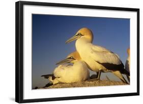 Cape Gannet Pair, One Standing One Lying-Down-null-Framed Photographic Print