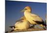 Cape Gannet Pair, One Standing One Lying-Down-null-Mounted Photographic Print