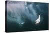 Cape Gannets (Morus Capensis) Diving for Fish-Reinhard Dirscherl-Stretched Canvas