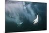 Cape Gannets (Morus Capensis) Diving for Fish-Reinhard Dirscherl-Mounted Photographic Print