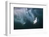 Cape Gannets (Morus Capensis) Diving for Fish-Reinhard Dirscherl-Framed Photographic Print