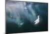 Cape Gannets (Morus Capensis) Diving for Fish-Reinhard Dirscherl-Mounted Photographic Print