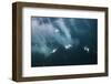 Cape Gannets (Morus Capensis) Diving for Fish-Reinhard Dirscherl-Framed Photographic Print