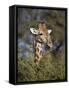 Cape Giraffe (Giraffa Camelopardalis Giraffa) Feeding-James Hager-Framed Stretched Canvas