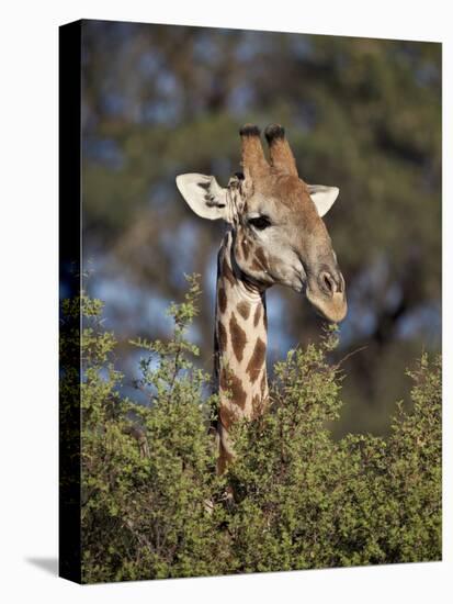 Cape Giraffe (Giraffa Camelopardalis Giraffa) Feeding-James Hager-Stretched Canvas