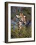 Cape Giraffe (Giraffa Camelopardalis Giraffa) Feeding-James Hager-Framed Photographic Print